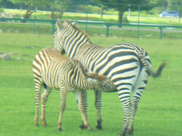 Mother and Baby Zebra 